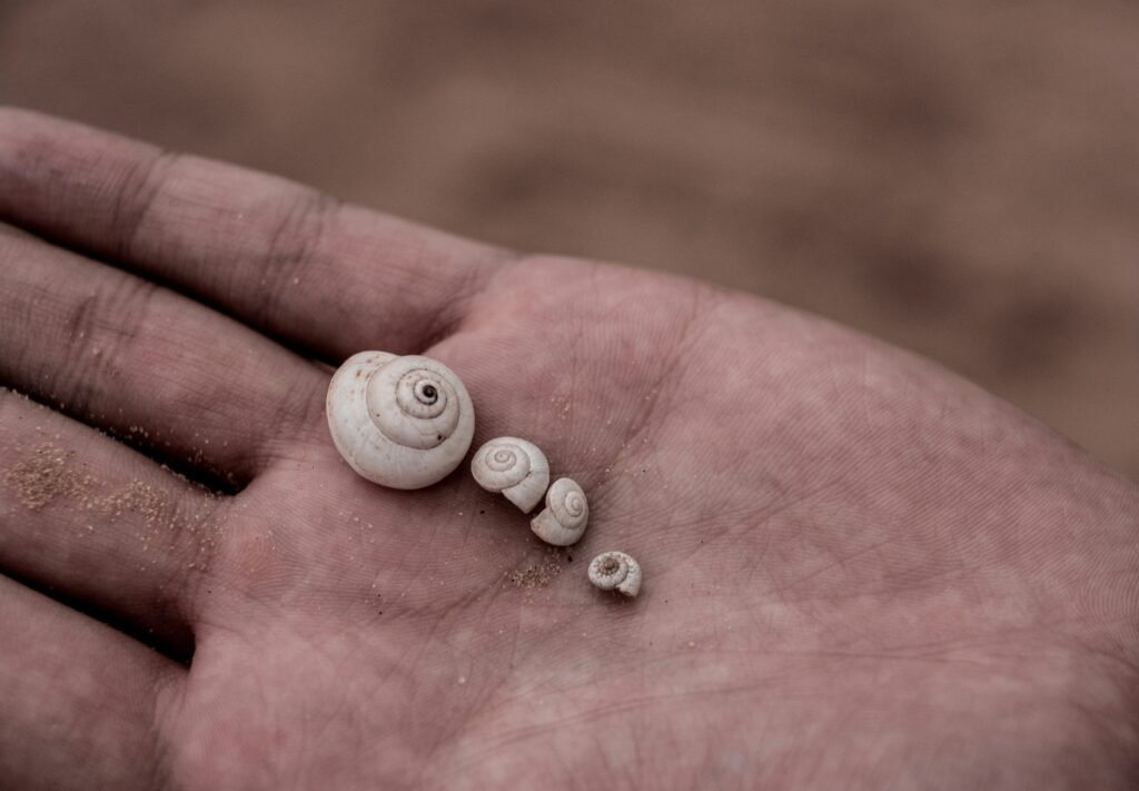 Small shells showing the smallest minimum payment